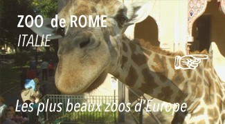 Le Zoo de Rome