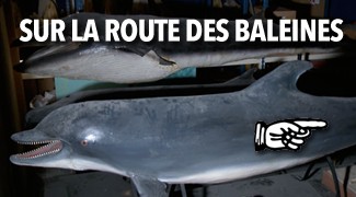Sur la Route des Baleines